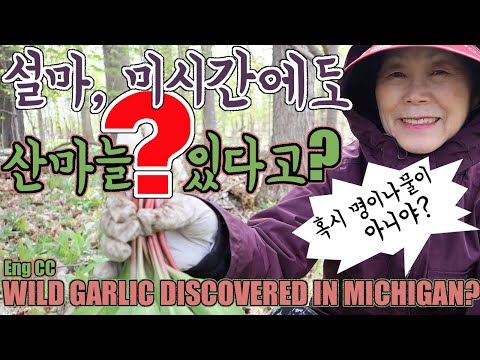 설마, 미국에도 산마늘이 있다고?  Wild Garlic Found in Michigan?