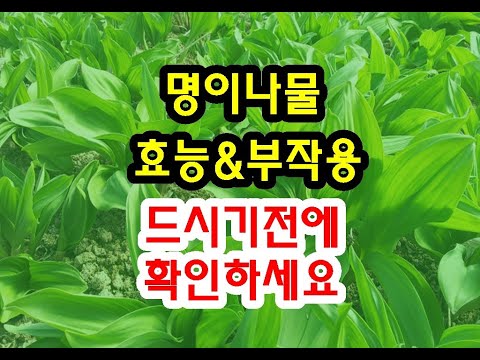 명이나물 효능과 부작용 드시기전에 확인하세요~