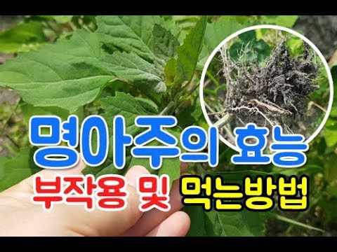 명아주 효능 부작용~명아주 먹는 방법 자세히 알아보세요!