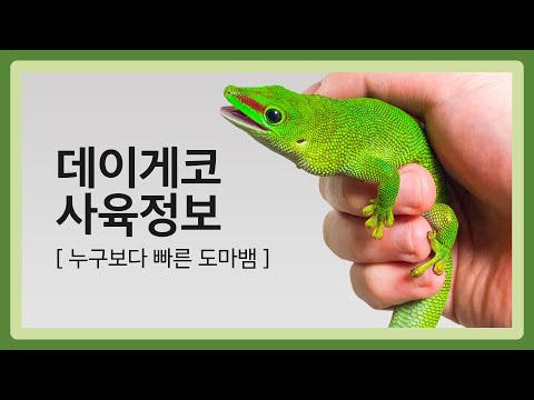 자이언트 데이게코 사육정보 : 세계멸종위기 도마뱀