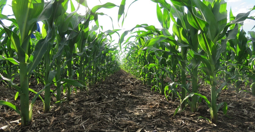 Wisconsin'S Corn Yield Expected To Set Record