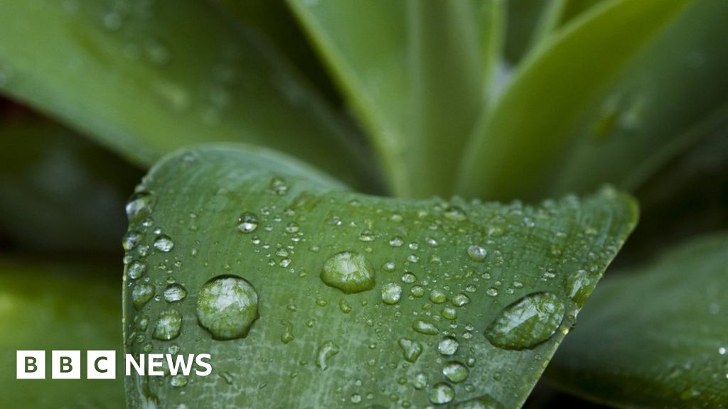 Petrichor: Why Does Rain Smell So Good? - Bbc News