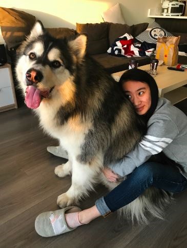 The Biggest Dog In Richmond? Meet Tyson… - Richmond News