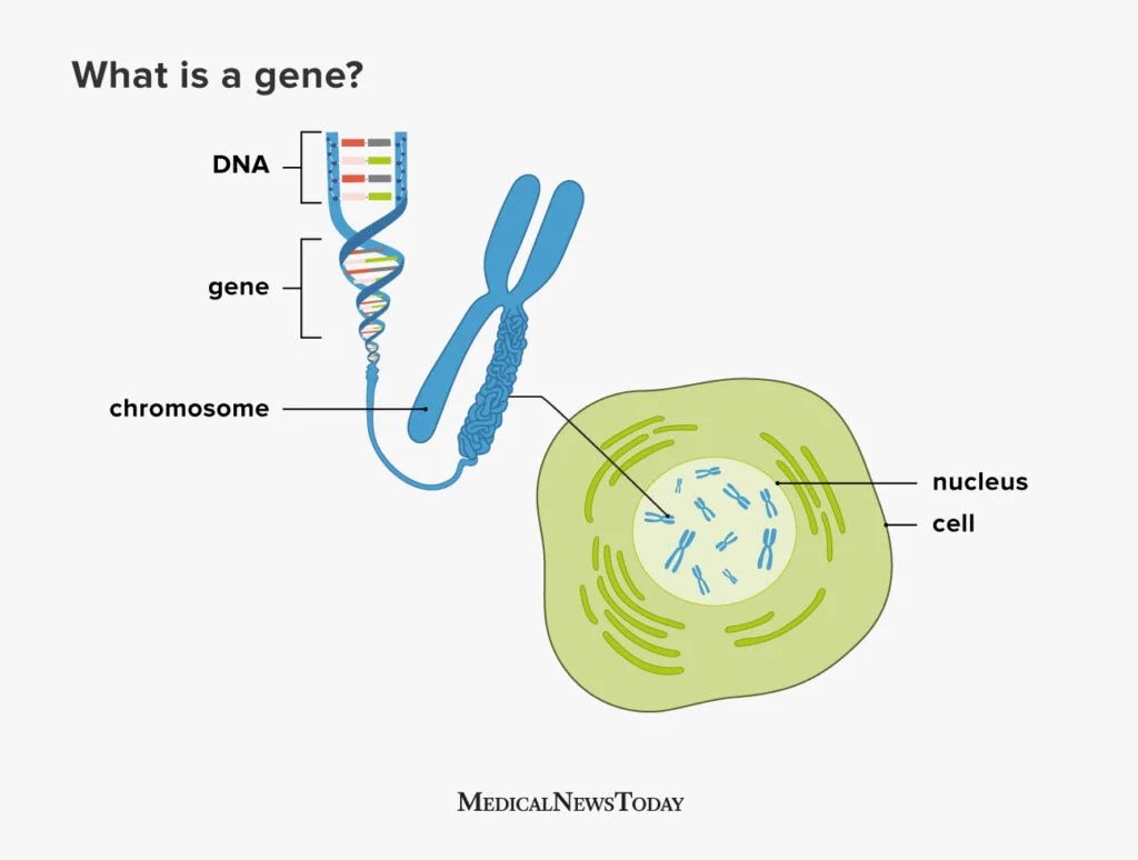 Genes: Function, Makeup, Human Genome Project, And Research