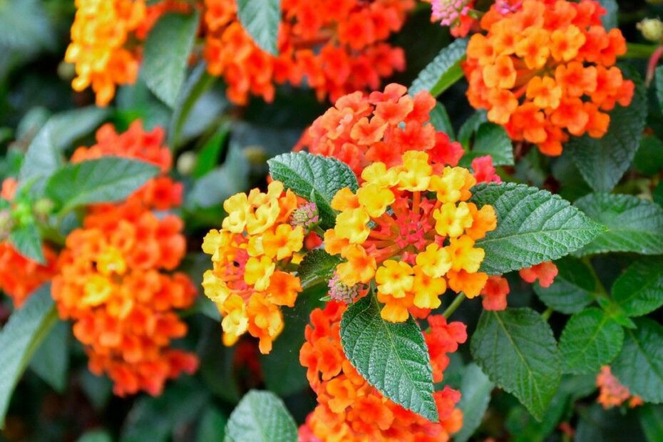 Is Lantana Poisonous To Humans? Unveiling The Truth About Lantana Toxicity