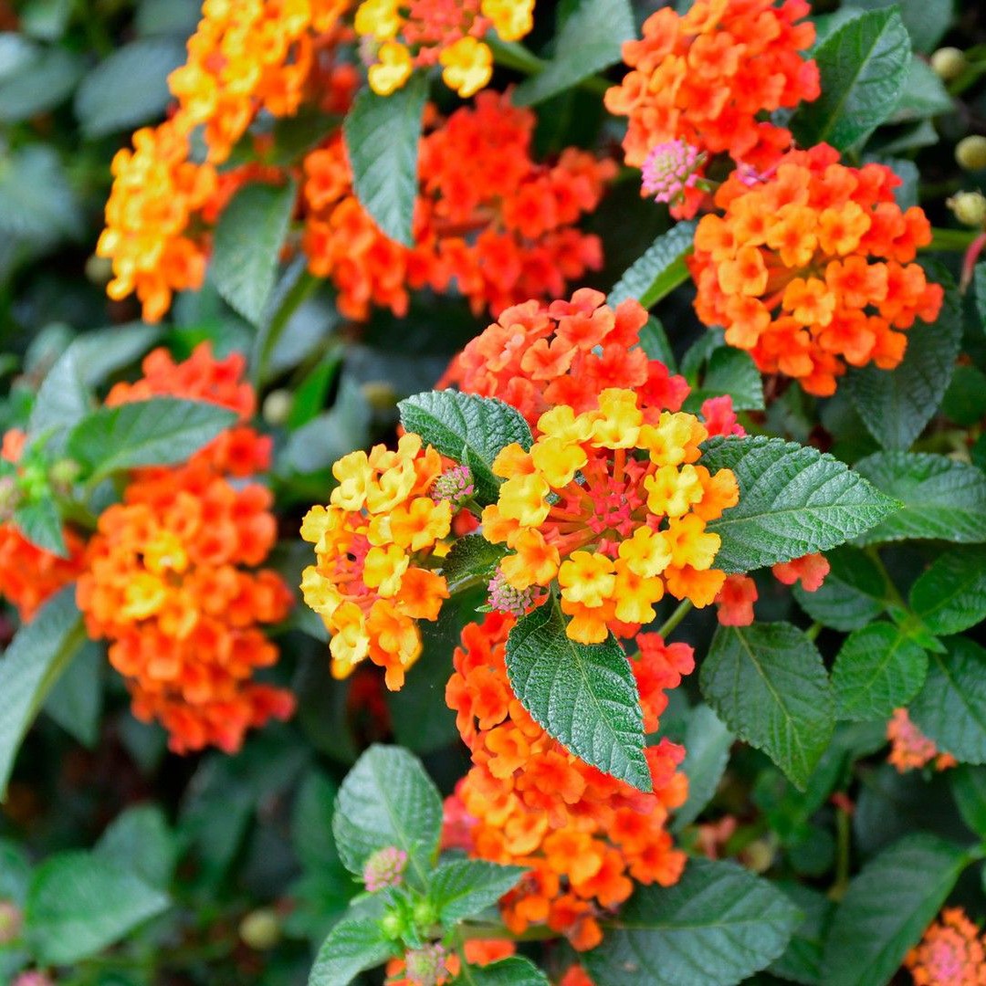 Common Lantana (Lantana Camara) Flower, Leaf, Care, Uses - Picturethis