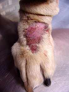 Wound Licking - Wikipedia