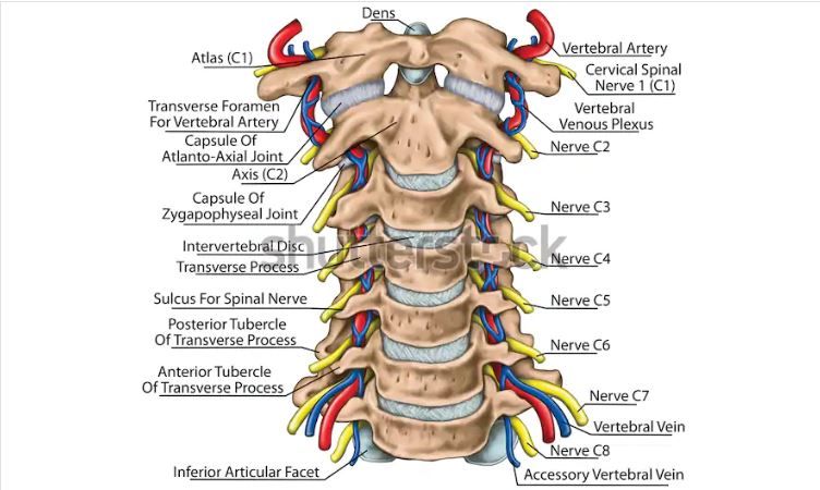 Cervical Spine With Both Vertebral Arteries In Transverse Foramen And The  Emerging Spinal Nerves. Topographic Relationship Of The Spinal Nerve And  Vertebral Art…