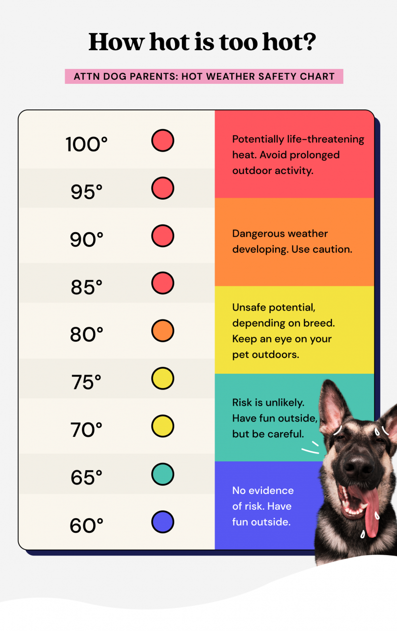 How Hot Is Too Hot For Dogs?