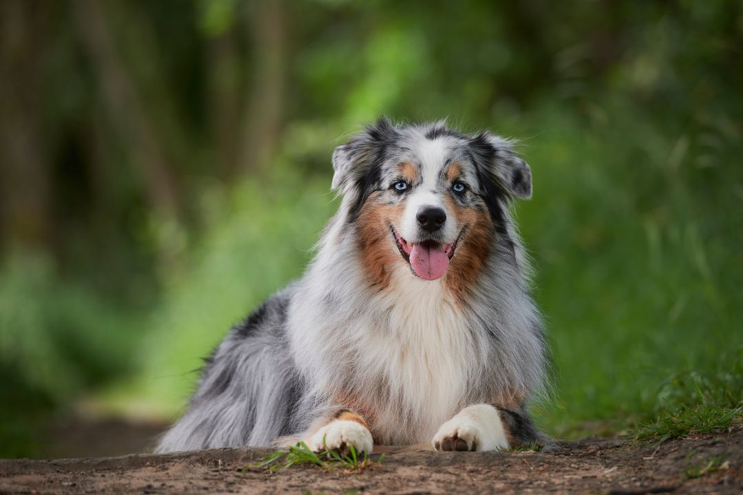 Australian Shepherd Service Dog - Everything You Need To Know | Pettable –  Esa Experts