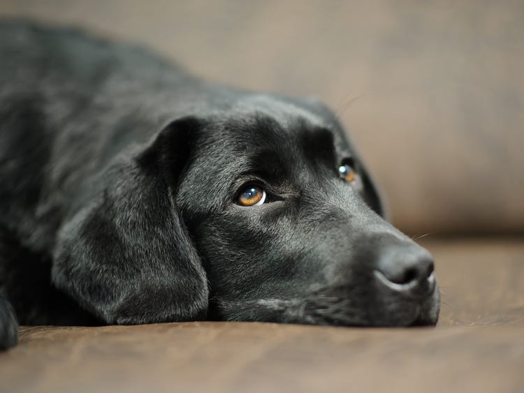 Is Sawdust Harmful To Dogs? What You Need To Know