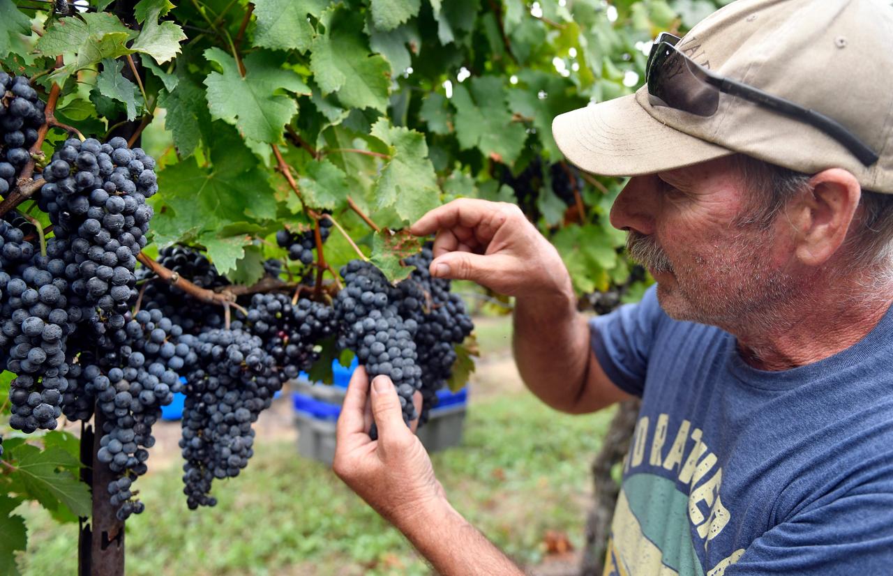 Wineries In New Jersey See Great Grape Harvest Despite Challenges