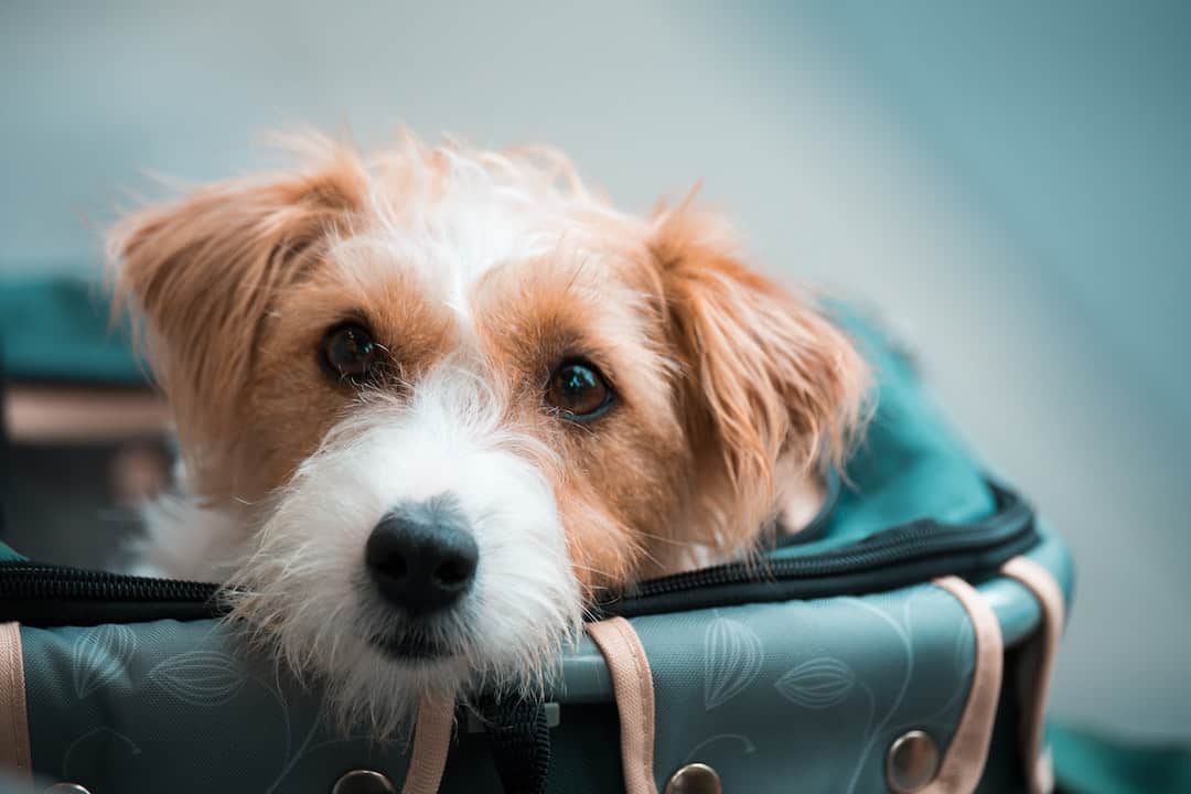 Airlines That Allow Big Dogs In Cabin - Boogie The Pug