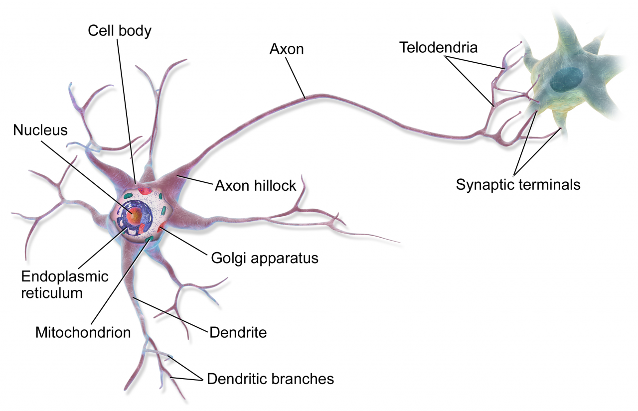 Neuron - Wikipedia