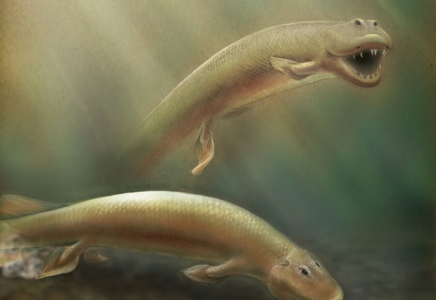 Strange Ancient Fish Had Front And Back Legs | Live Science