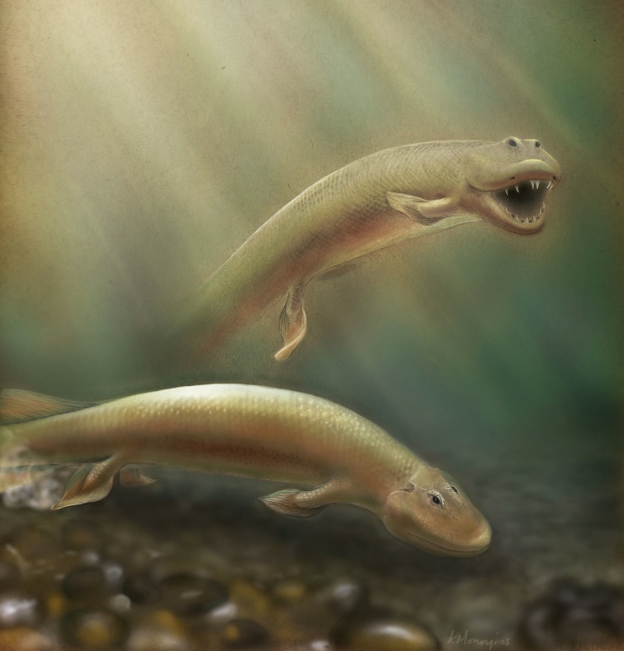 Strange Ancient Fish Had Front And Back Legs | Live Science