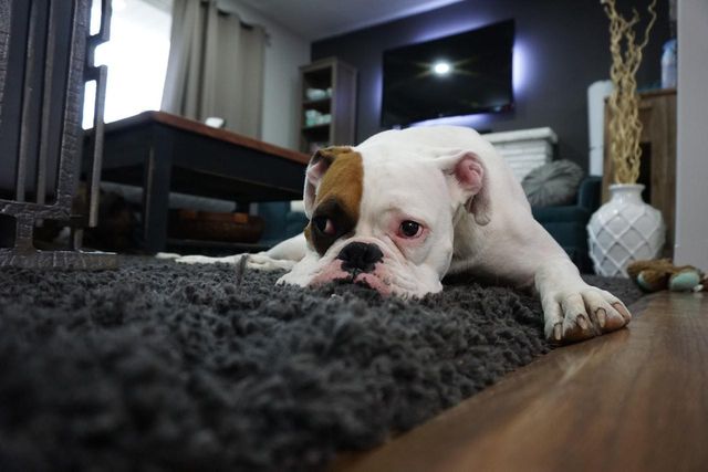 5 Reasons Why Your Dog May Be Losing Weight