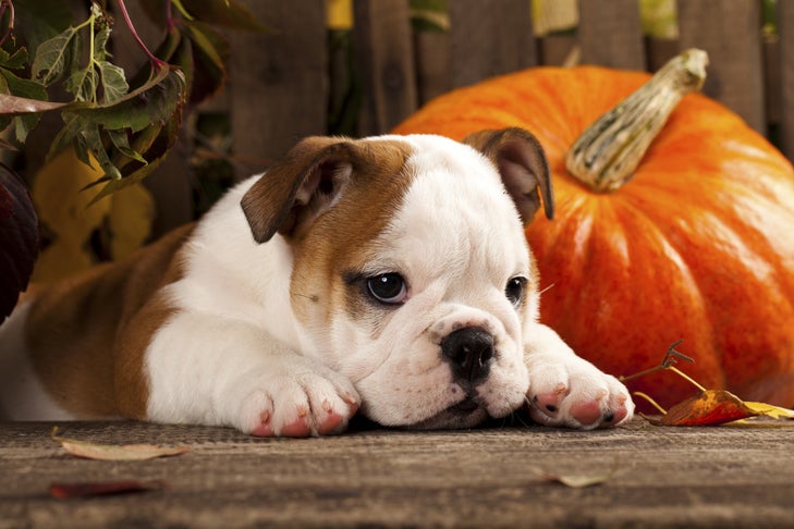 Can Pumpkin Help With Dog Diarrhea? Can Dogs Eat Pumpkin?