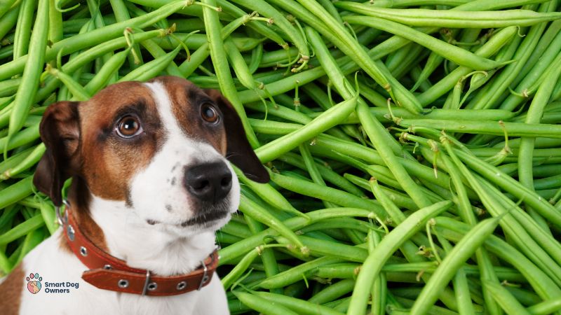 Can Dogs Eat Green Beans? Health And Nutritional Tips (2023)