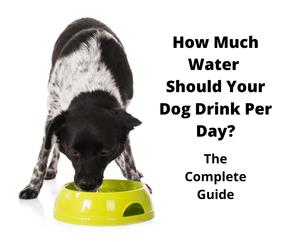 How Much Water Should A Dog Drink A Day: Puppies Included! -  Gentledogtrainers.Com.Au