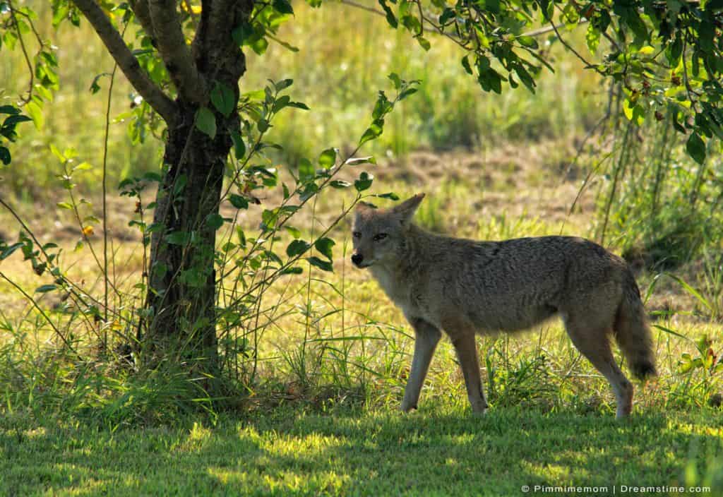 The Five Scents That Coyotes Hate (And How To Use Them) - Pest Pointers