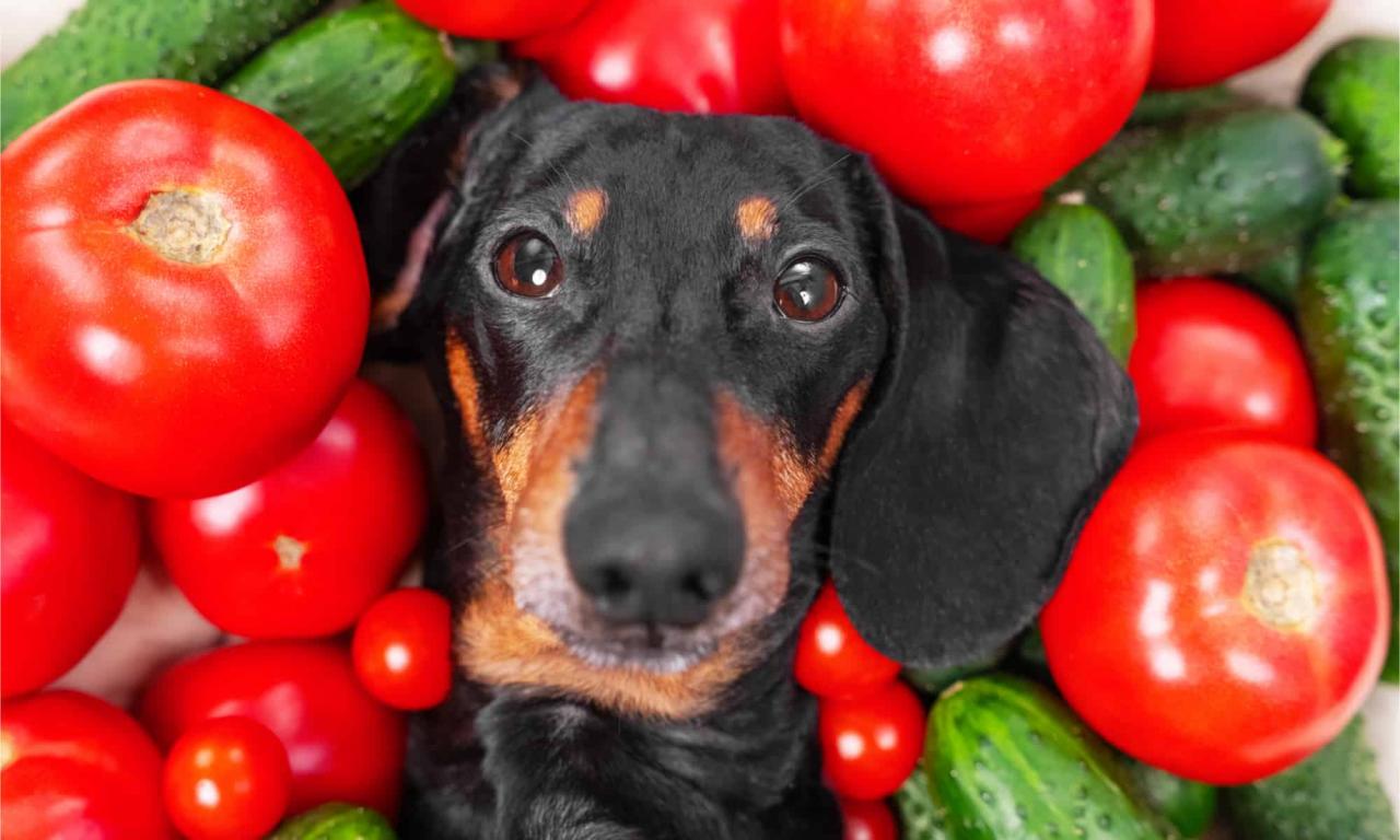 Can Dogs Eat Tomatoes, Are They Poisonous Or Safe? - Az Animals