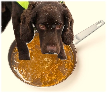 What To Do If Your Dog Ate Cooking Grease | Sporty Dog Walker