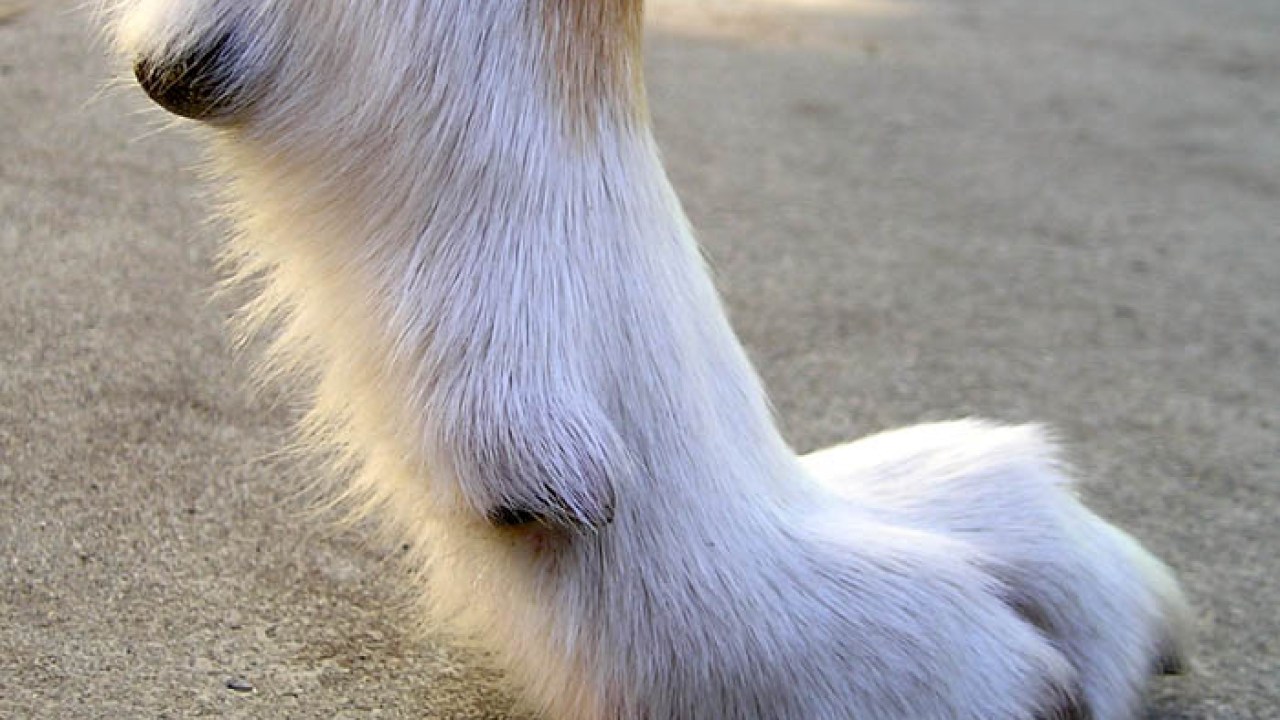 Removing Dew Claws: A Vet'S Process – Step By Step – Stuff4Petz