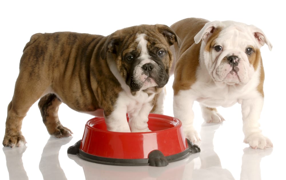 How Much To Feed English Bulldog Puppy | Feeding Chart