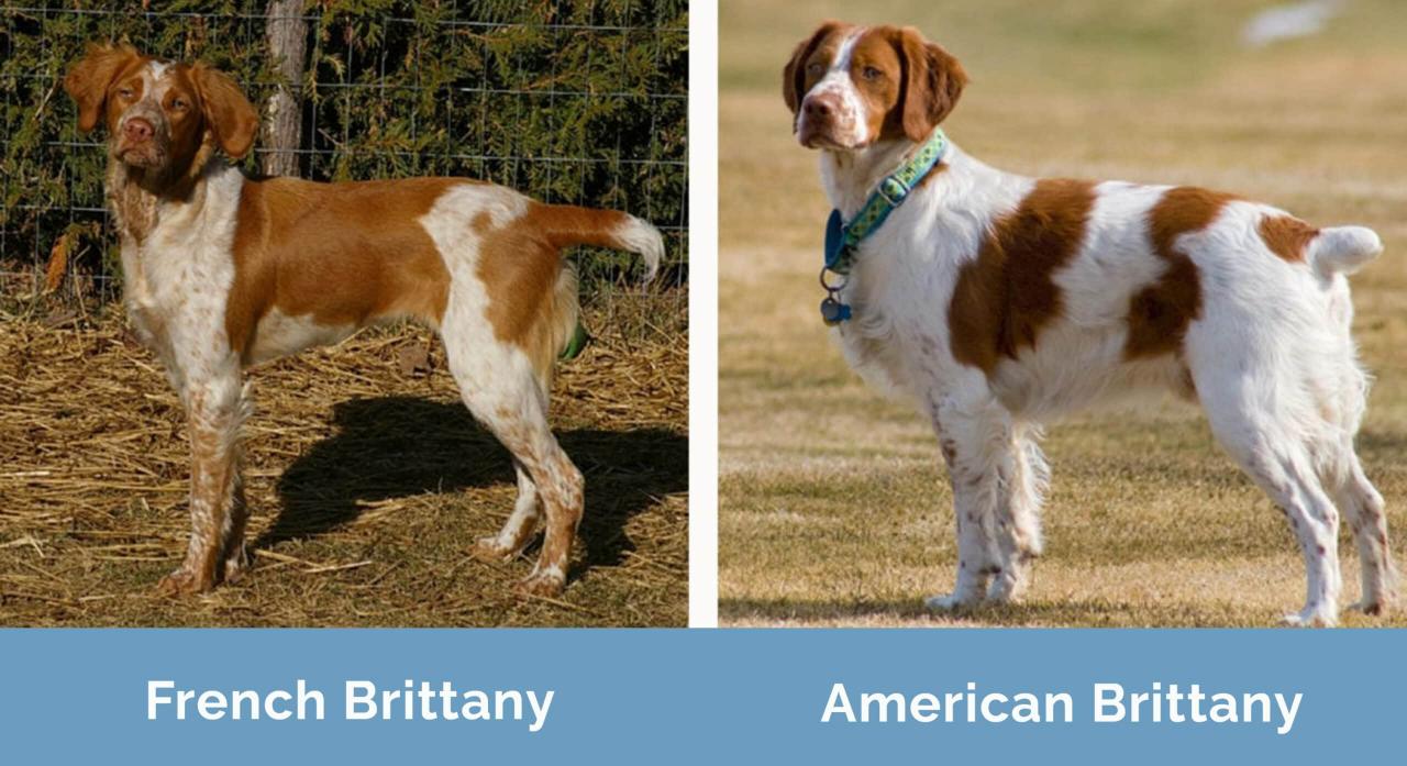 French Brittany Vs American Brittany: The Differences (With Pictures) |  Hepper