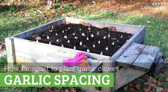 Garlic Spacing: How Far Apart To Plant Garlic For Big Bulbs