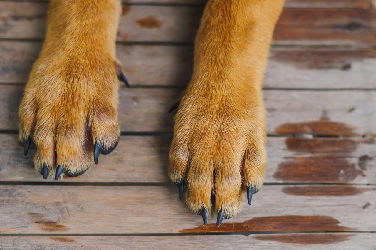 18 Things You Didn'T Know About Dog Paws