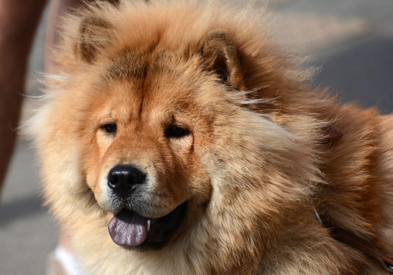 10 Dog Breeds That Look Like Bears