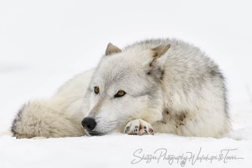 Gray Wolf Curled Up - Shetzers Photography