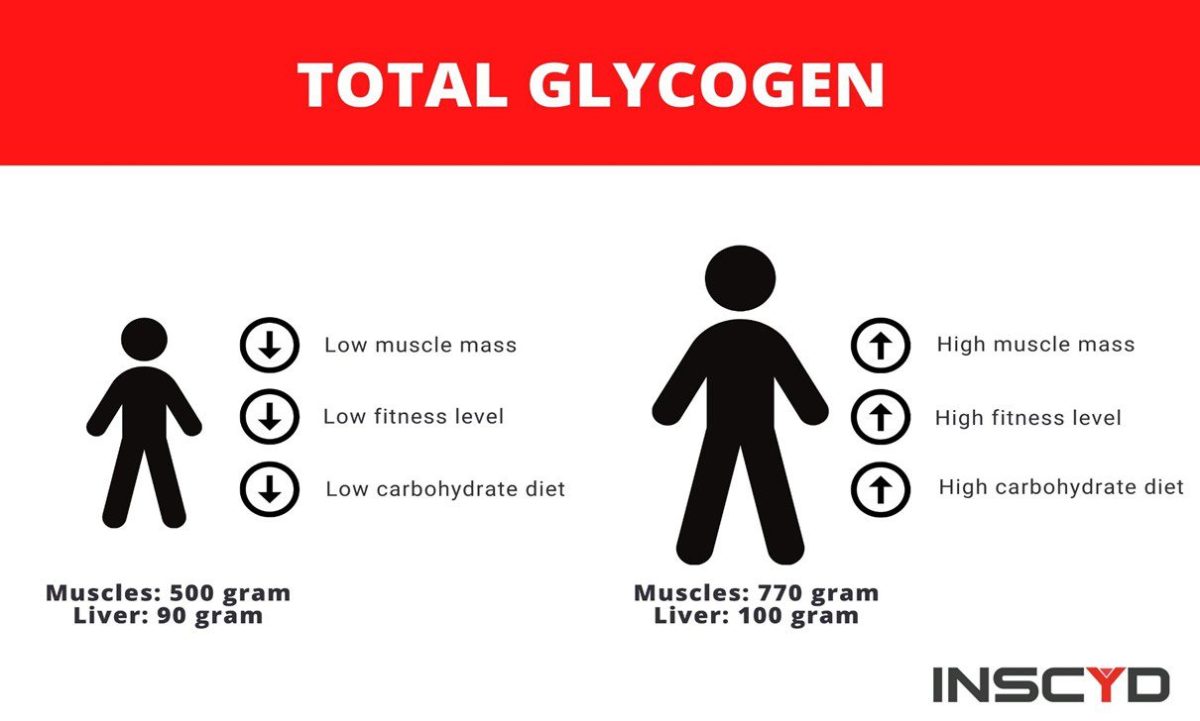 Muscle Glycogen And Exercise: All You Need To Know — Inscyd