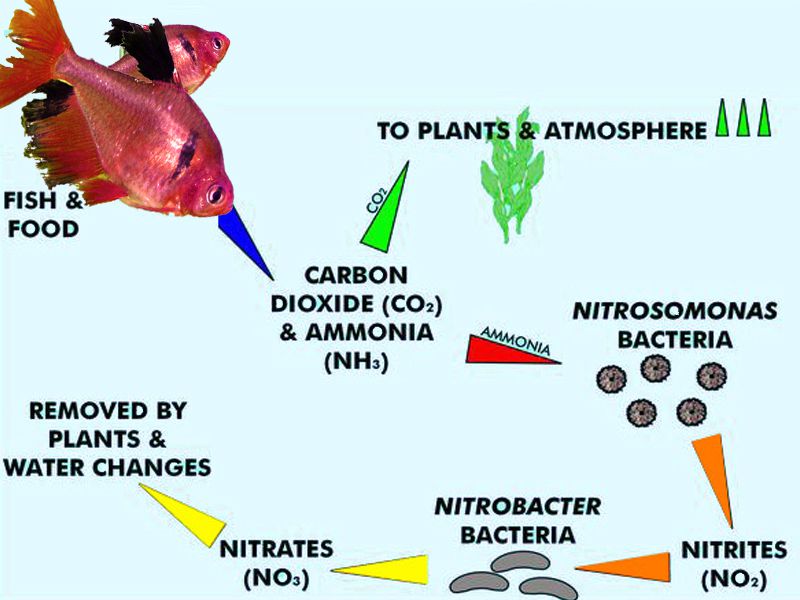 The Nitrogen Cycle In Aquariums - Understanding The Basics