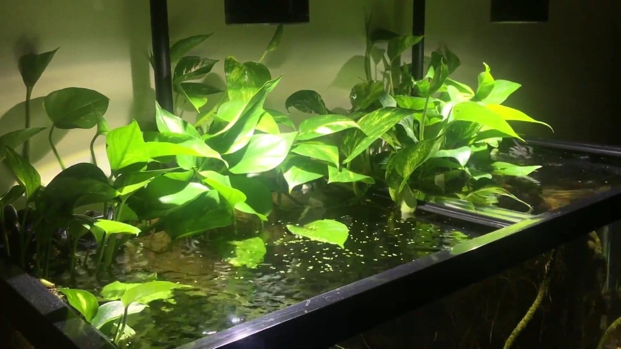 Toxic Plants For Betta Fish: 7 Poisonous Aquatic Vegetation -  Japanesefightingfish.Org