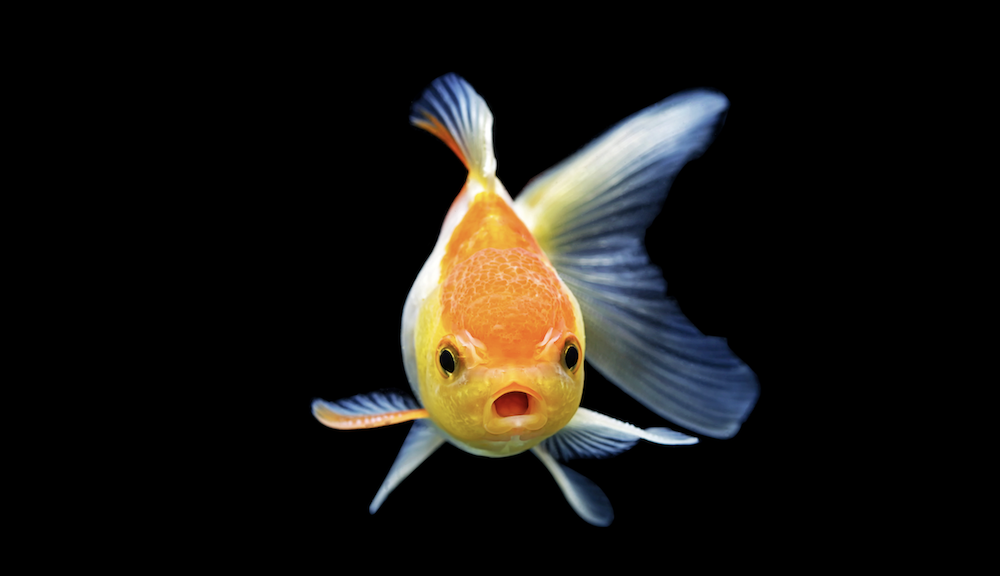 Fish Aren'T As Stupid As We Thought — They Can Count (Sort Of) - Big Think