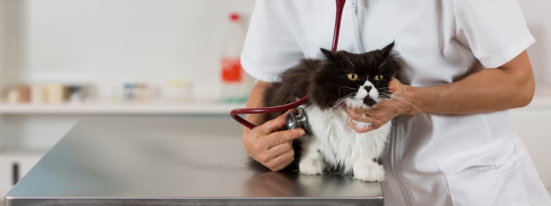 Top 25 Veterinary Technician Programs | Thebestcolleges.Org