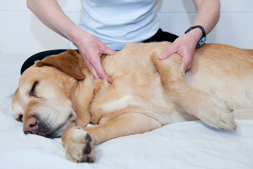 How To Massage Your Dog