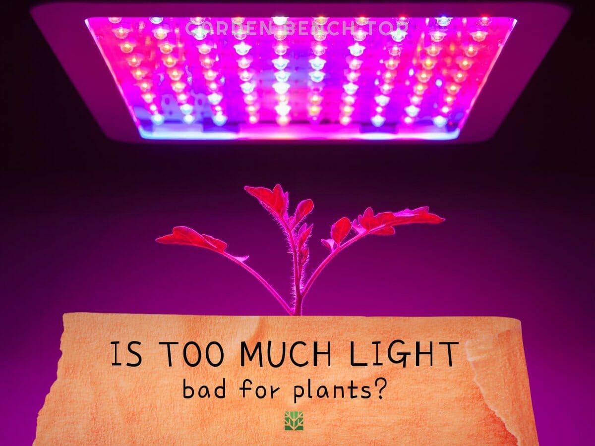 Can Too Much Light On Plants Be A Problem? [Answered]