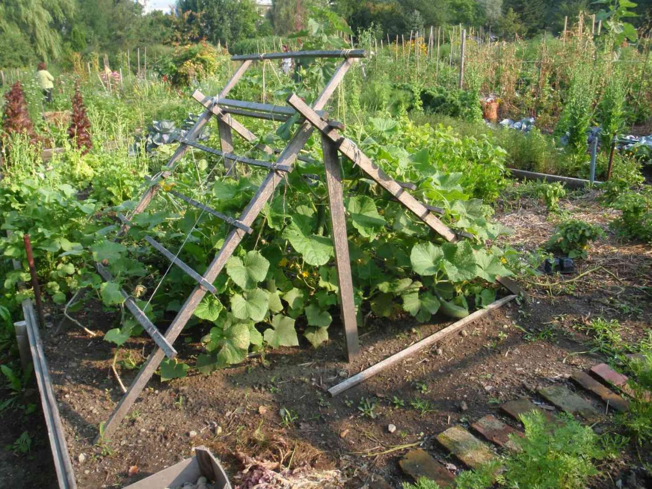 9 Brilliant Cucumber Trellis Ideas