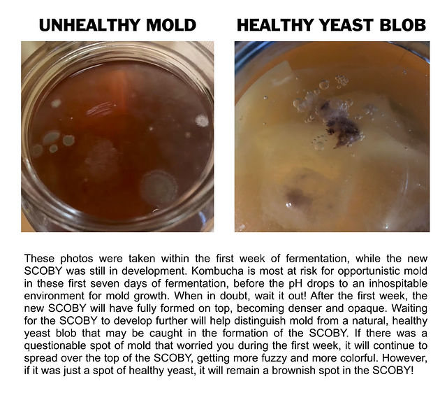 Troubleshooting Kombucha Mold