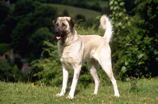 Anatolian Shepherd Dog Information And Pictures - Petguide | Petguide