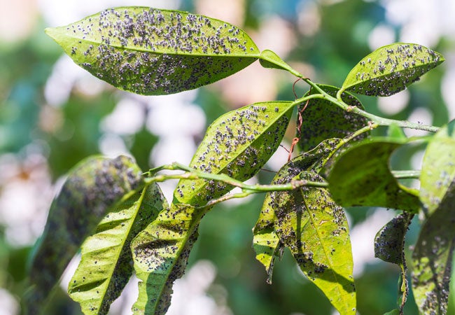 How To Get Rid Of Aphids On Indoor And Outdoor Plants - Bob Vila