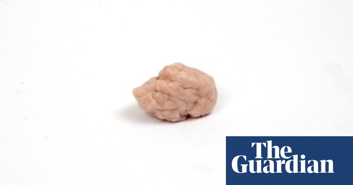 Does Chewing Gum Make You Fat? (And 5 Other Theories) | Health | The  Guardian