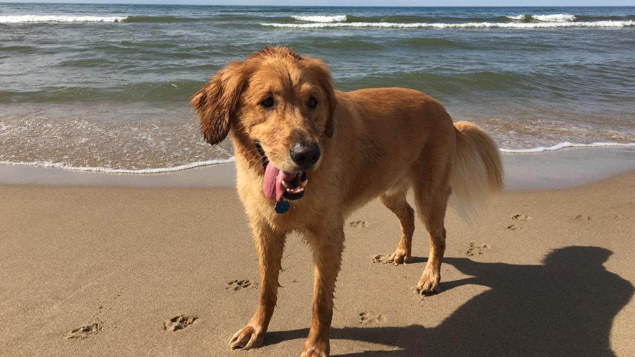 List: Which Lake Michigan Beaches Allow Dogs | Woodtv.Com