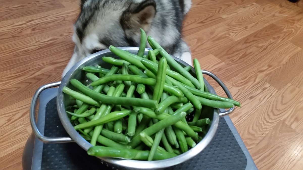 Can Dogs Eat Green Beans? - Pethelpful