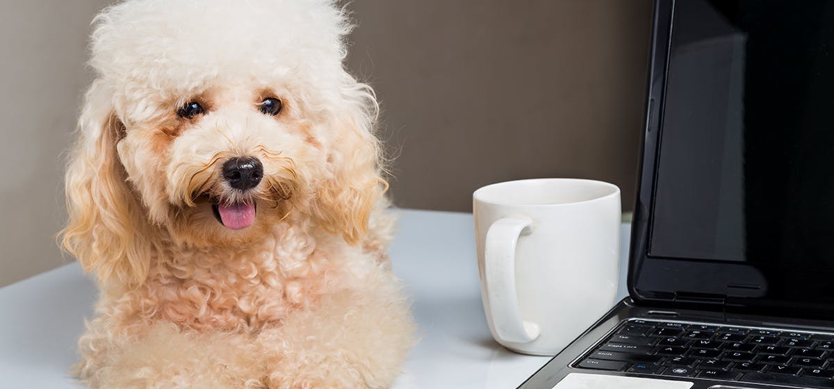 Can Dogs Taste Coffee? - Wag!