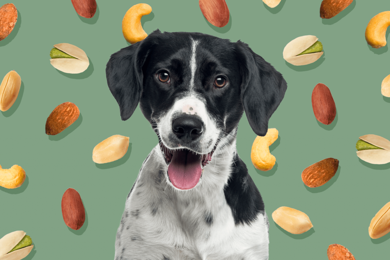 Can Dogs Eat Nuts?